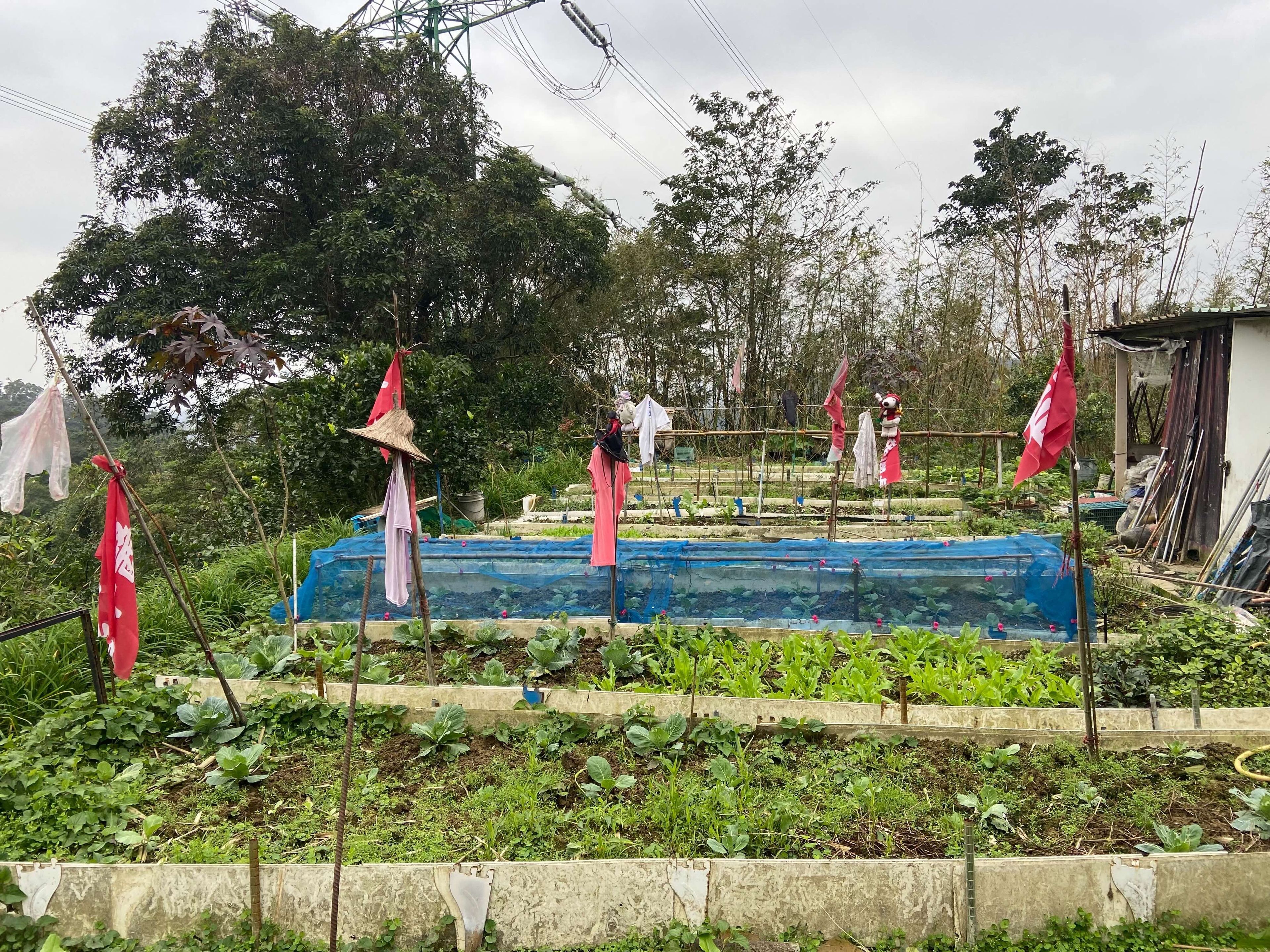 fields at Maokong area