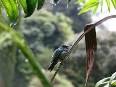 photo of a bird near Volcan Baru