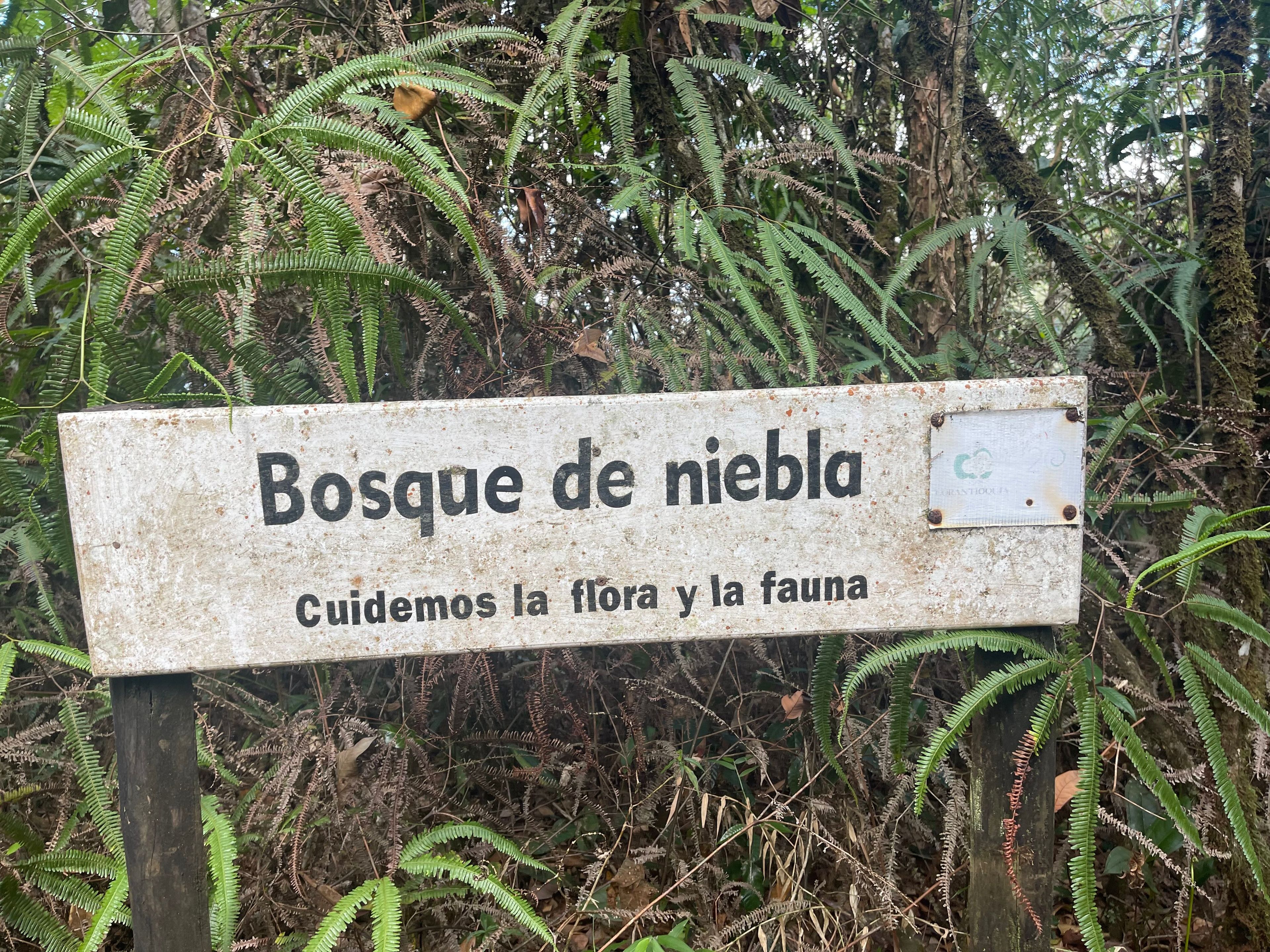 Bosque de las nieblas